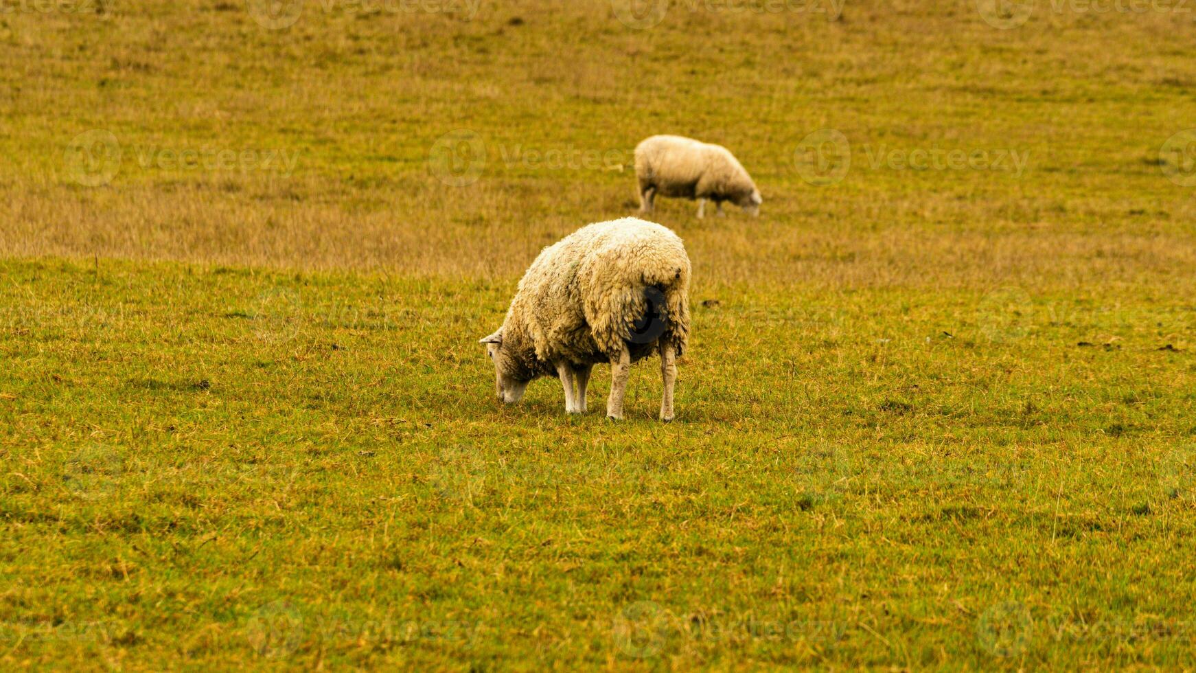 rebaño de lanoso oveja en un campo granja foto