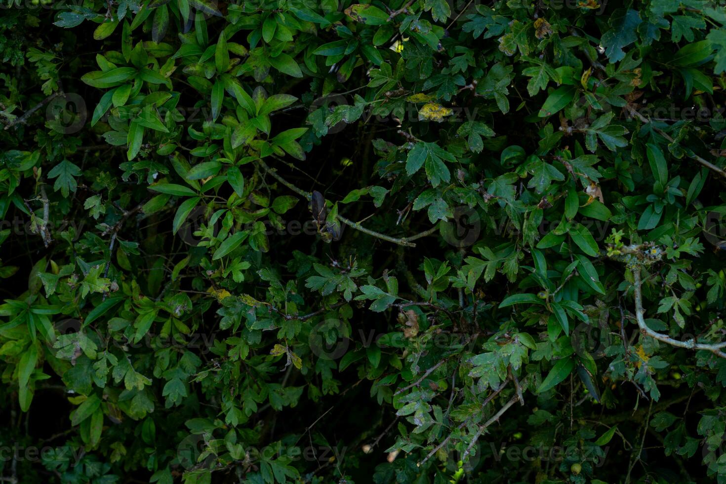 texture background of bush with branch photo