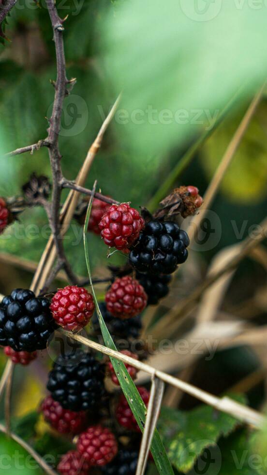 Ripe Blackberries on a Bramble Bush photo