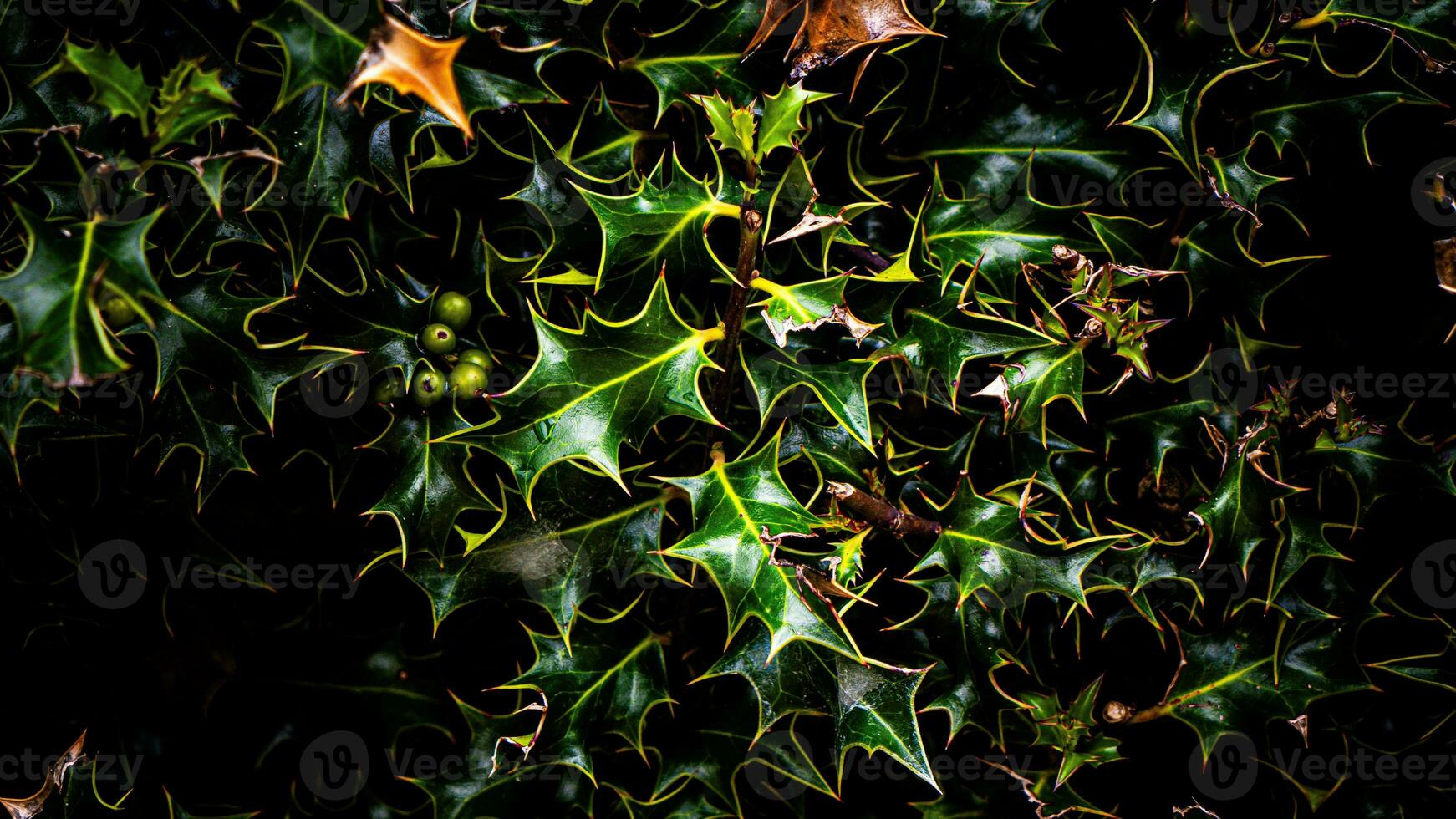 Tropical Jungle Abstract Top View Foliage photo