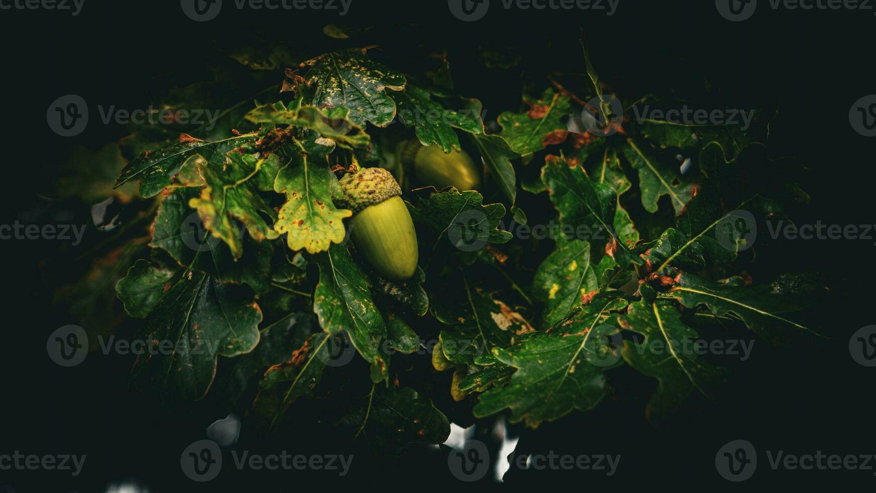 Detailed Macro Shot of European Oak Leaf and Acorn photo