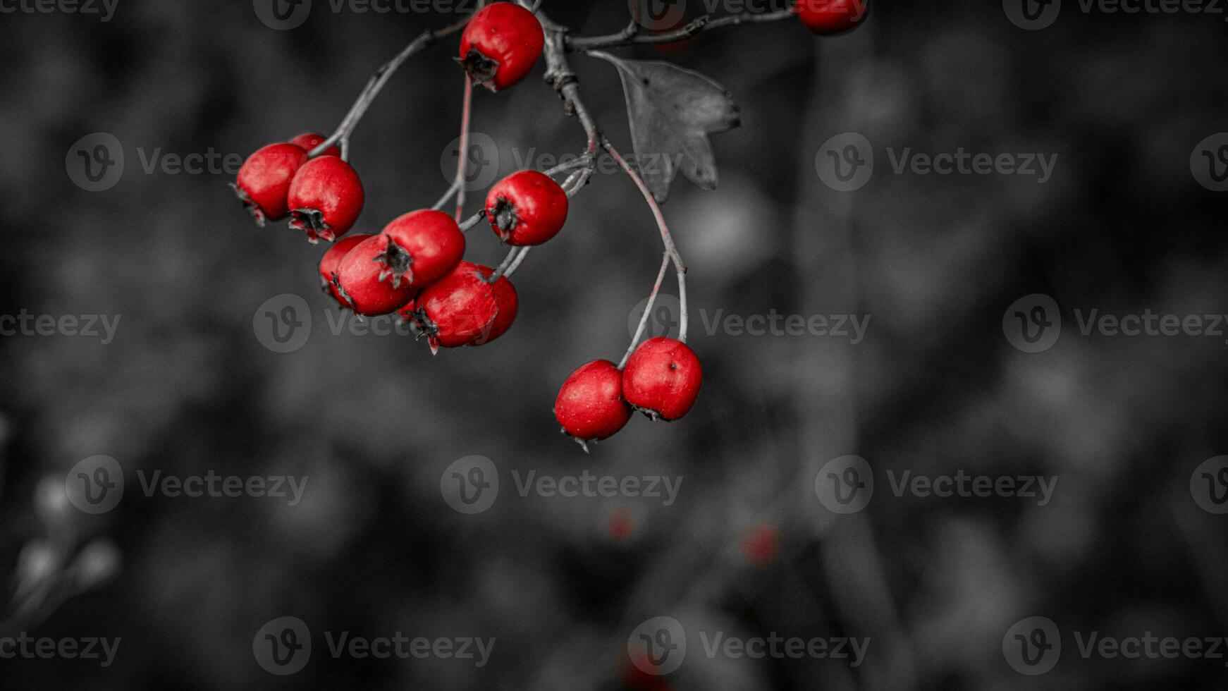 Macro Closeup of Ripe Hawthorn Berries in Autumn photo