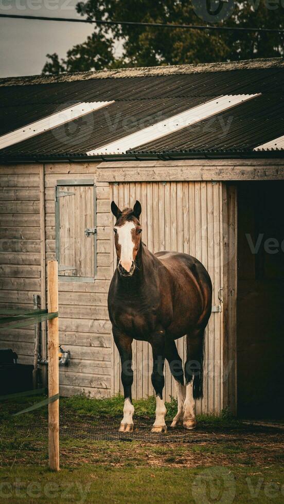 Chestnut Beauty Closeup of a Stunning Horse photo