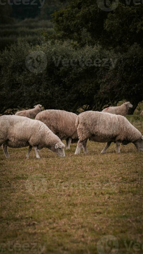 rebaño de lanoso oveja en un campo granja foto