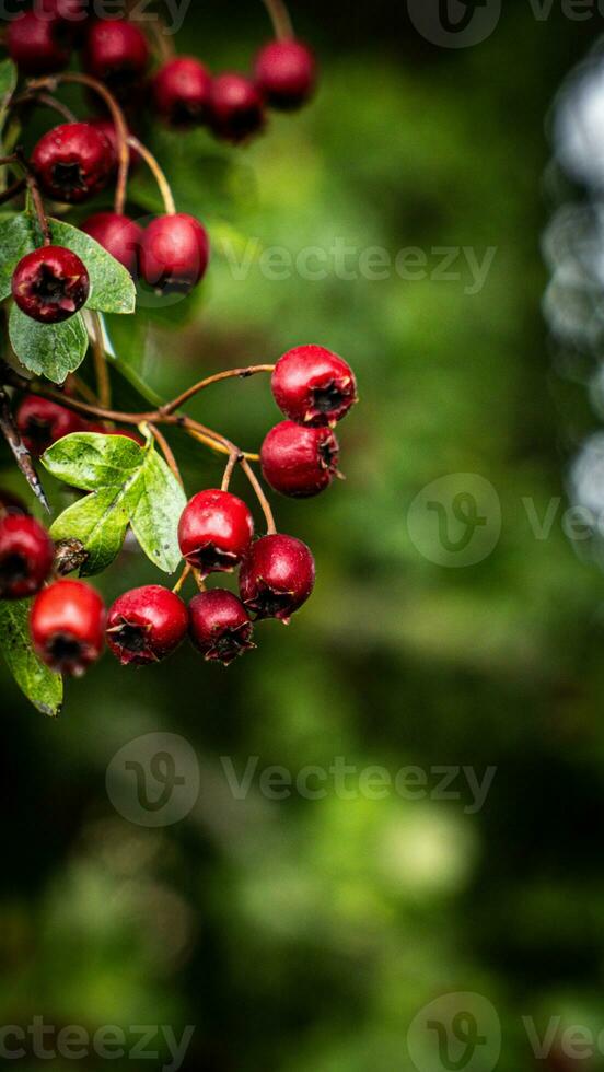 Macro Closeup of Ripe Hawthorn Berries in Autumn photo