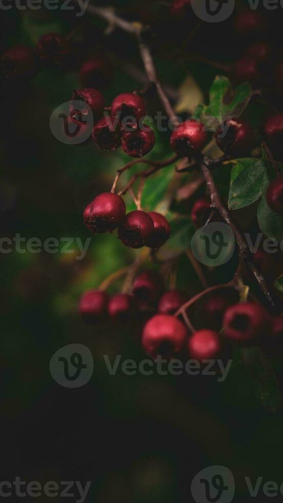 Macro Closeup of Ripe Hawthorn Berries in Autumn photo