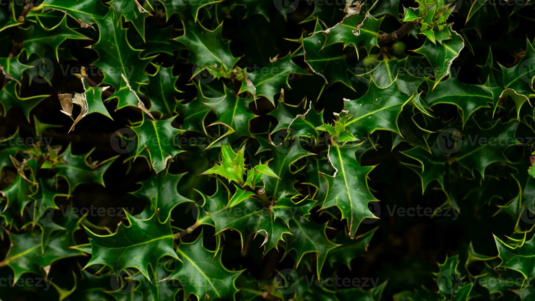 Tropical Jungle Abstract Top View Foliage photo