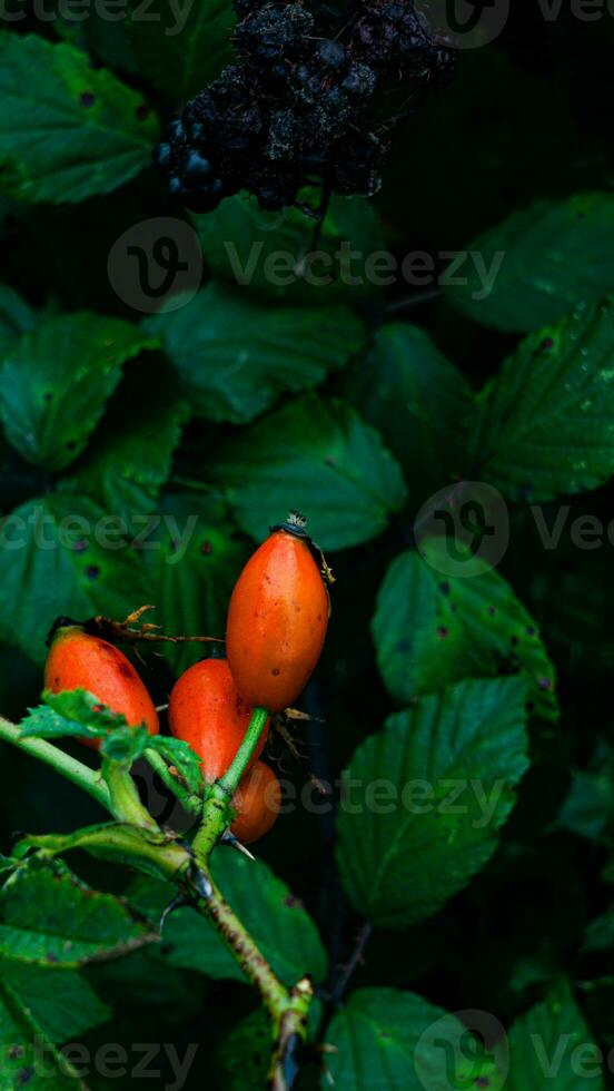 macro Disparo de maduro Rosa caderas en naturaleza foto