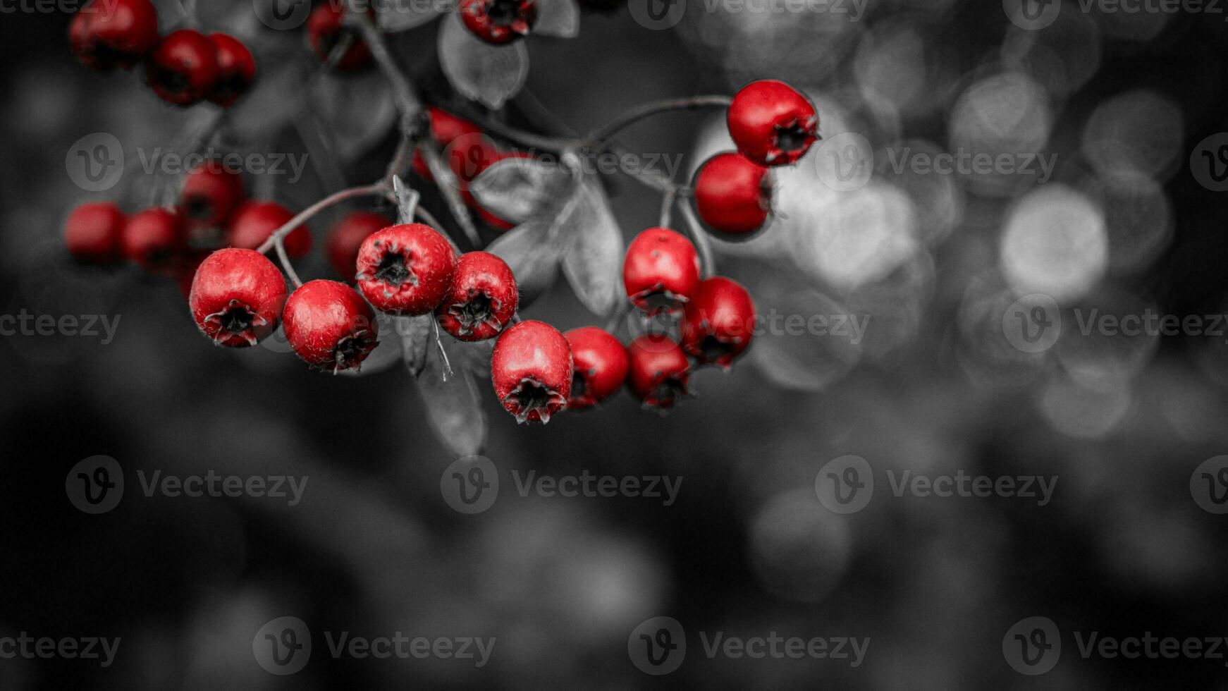 Macro Closeup of Ripe Hawthorn Berries in Autumn photo