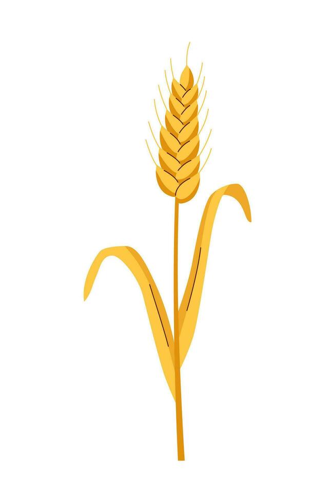 Ear of wheat vector