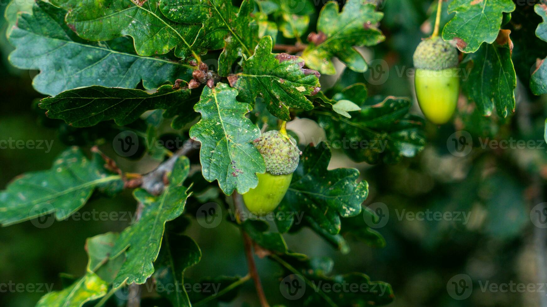 Detailed Macro Shot of European Oak Leaf and Acorn photo