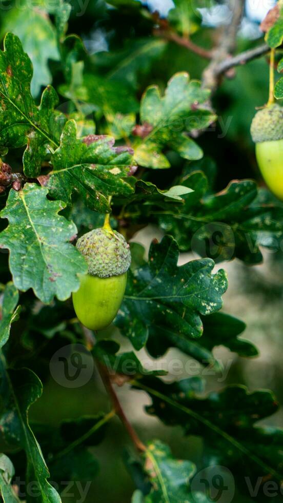 Detailed Macro Shot of European Oak Leaf and Acorn photo