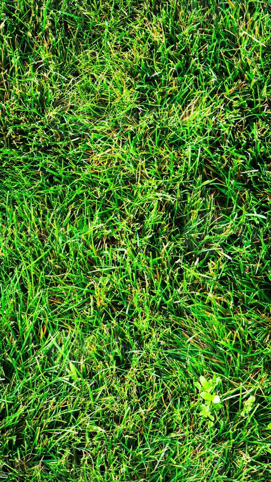 Texture background of green grass photo