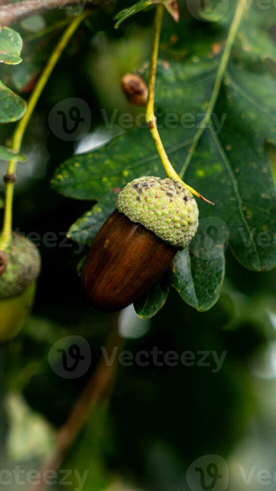 detallado macro Disparo de europeo roble hoja y bellota foto