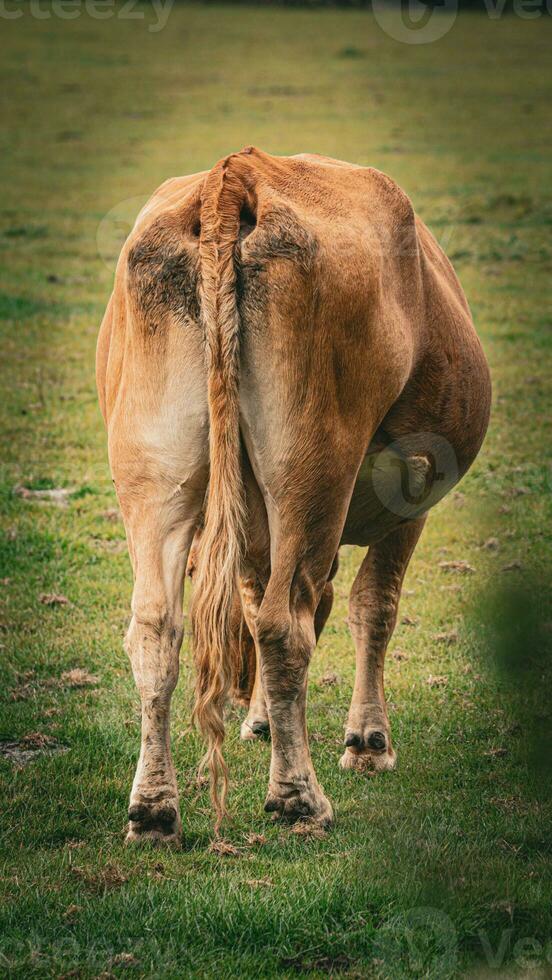 Rural Meadow Grazing Brown Cattle in Green Pasture photo