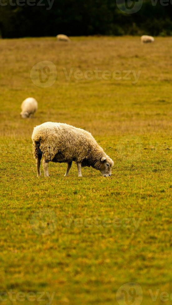 Flock of Woolly Sheep on a Countryside Farm photo