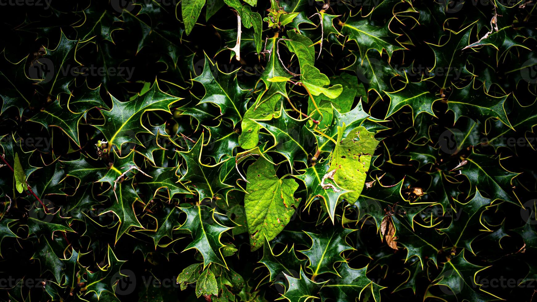 Tropical Jungle Abstract Top View Foliage photo