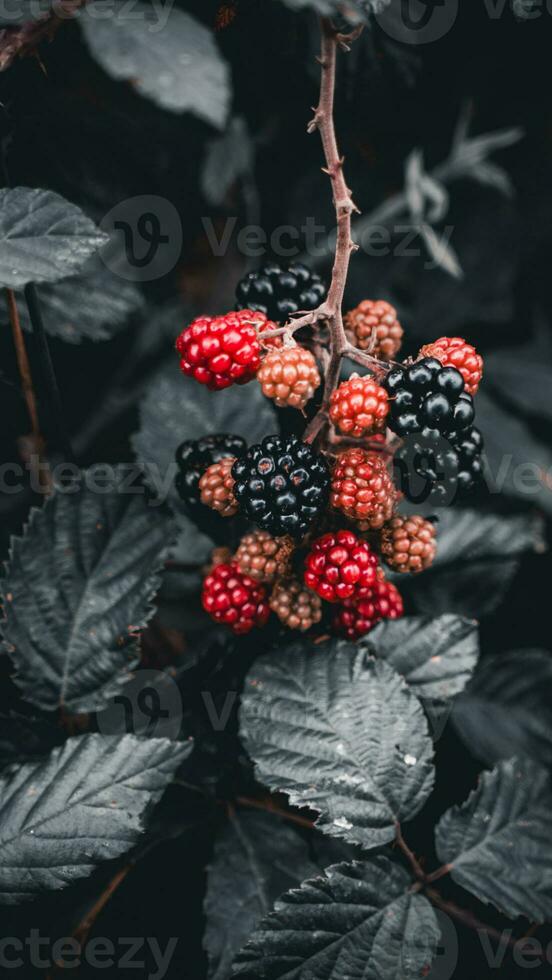 maduro moras en un zarza arbusto foto