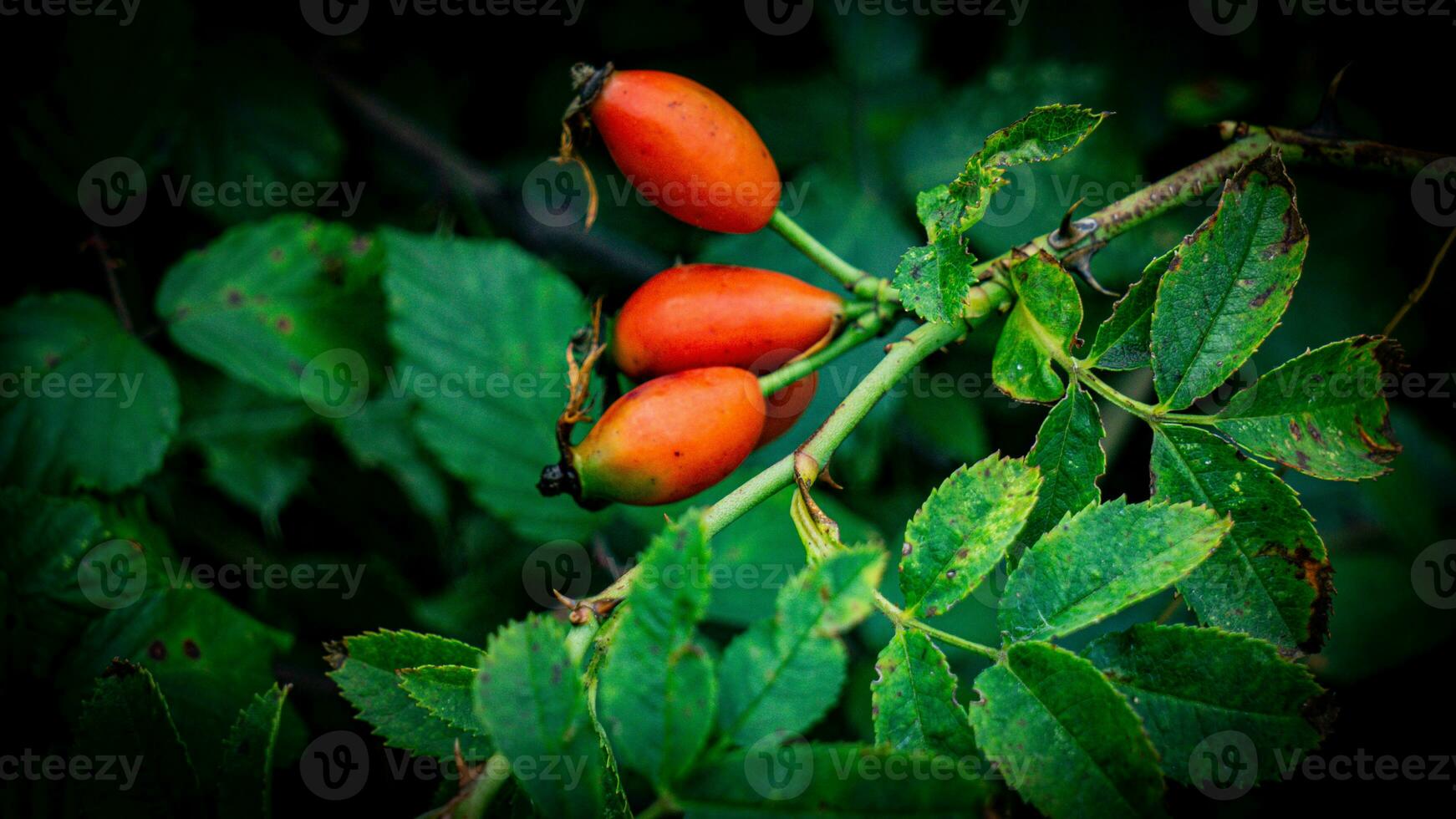 Macro Shot of Ripe Rose Hips in Nature photo