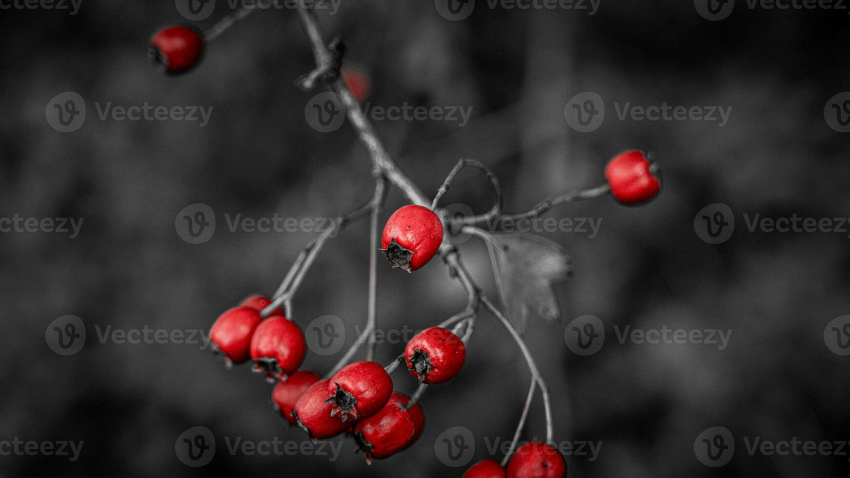 Macro Closeup of Ripe Hawthorn Berries in Autumn photo