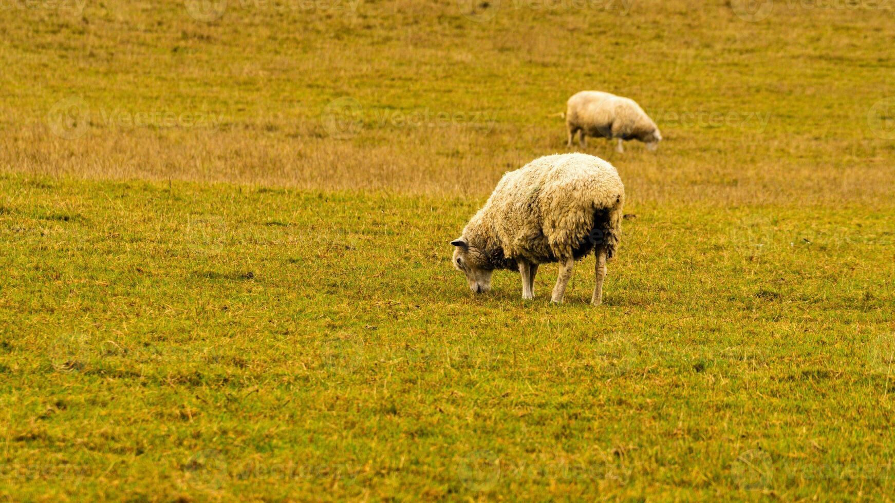 Flock of Woolly Sheep on a Countryside Farm photo