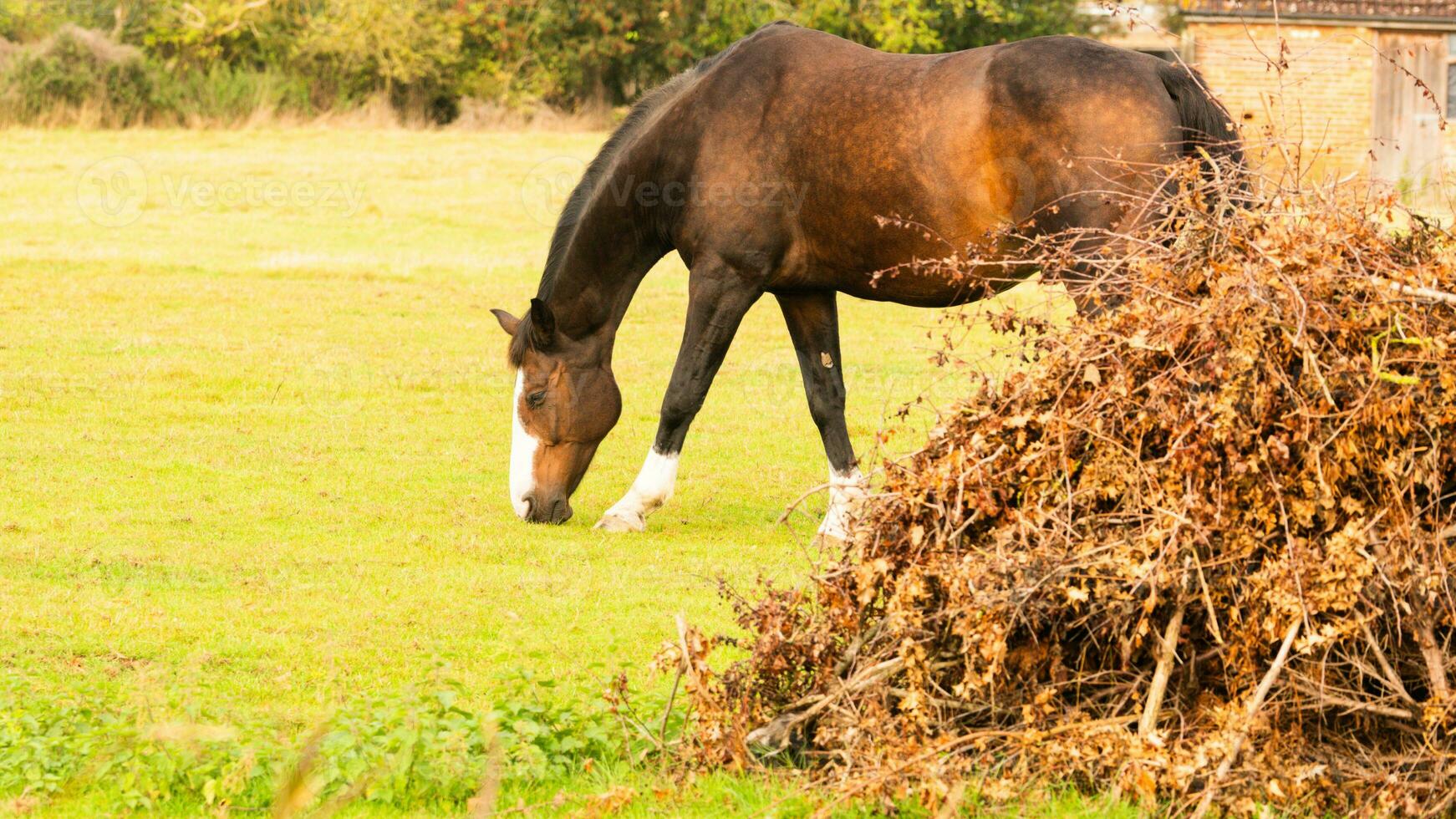 Chestnut Beauty Closeup of a Stunning Horse photo