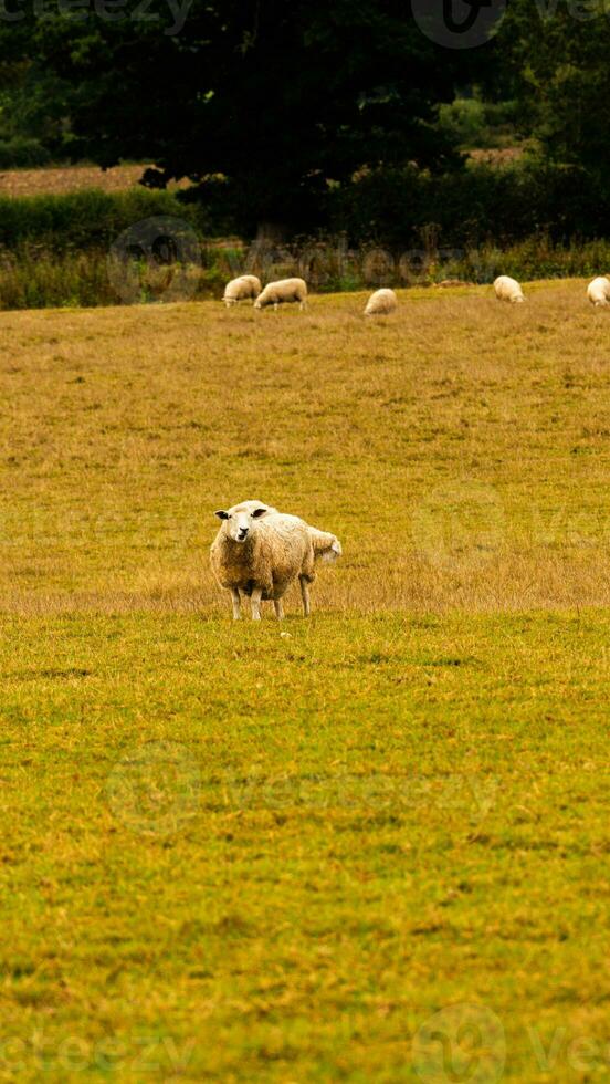 rebaño de lanoso oveja en un campo granja foto