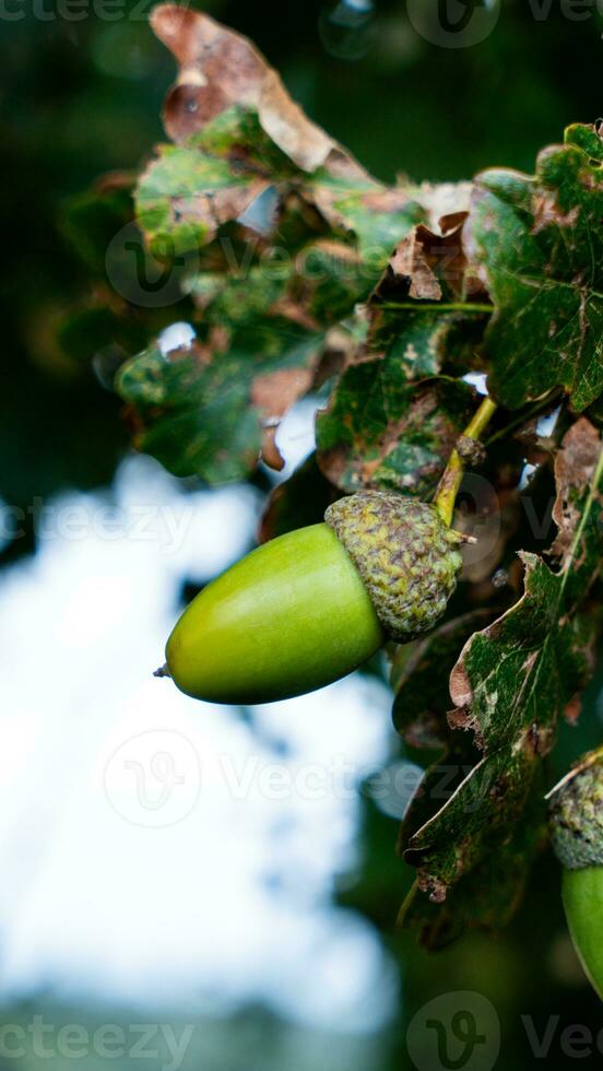 detallado macro Disparo de europeo roble hoja y bellota foto