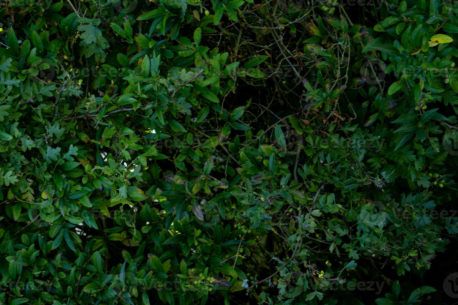 texture background of bush with branch photo