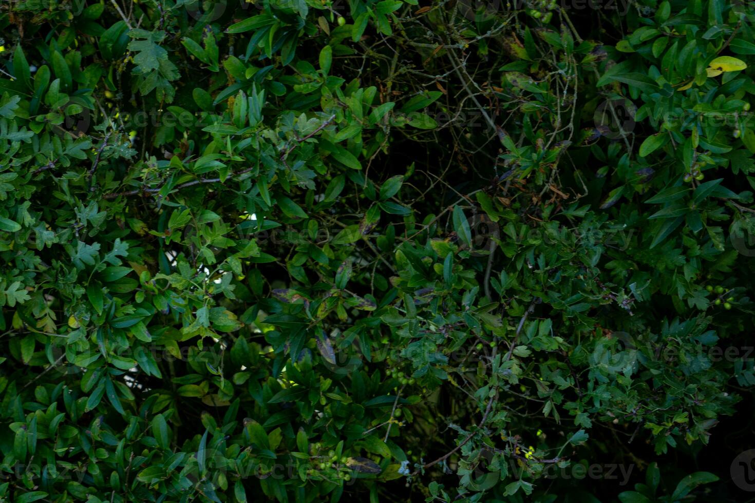 texture background of bush with branch photo