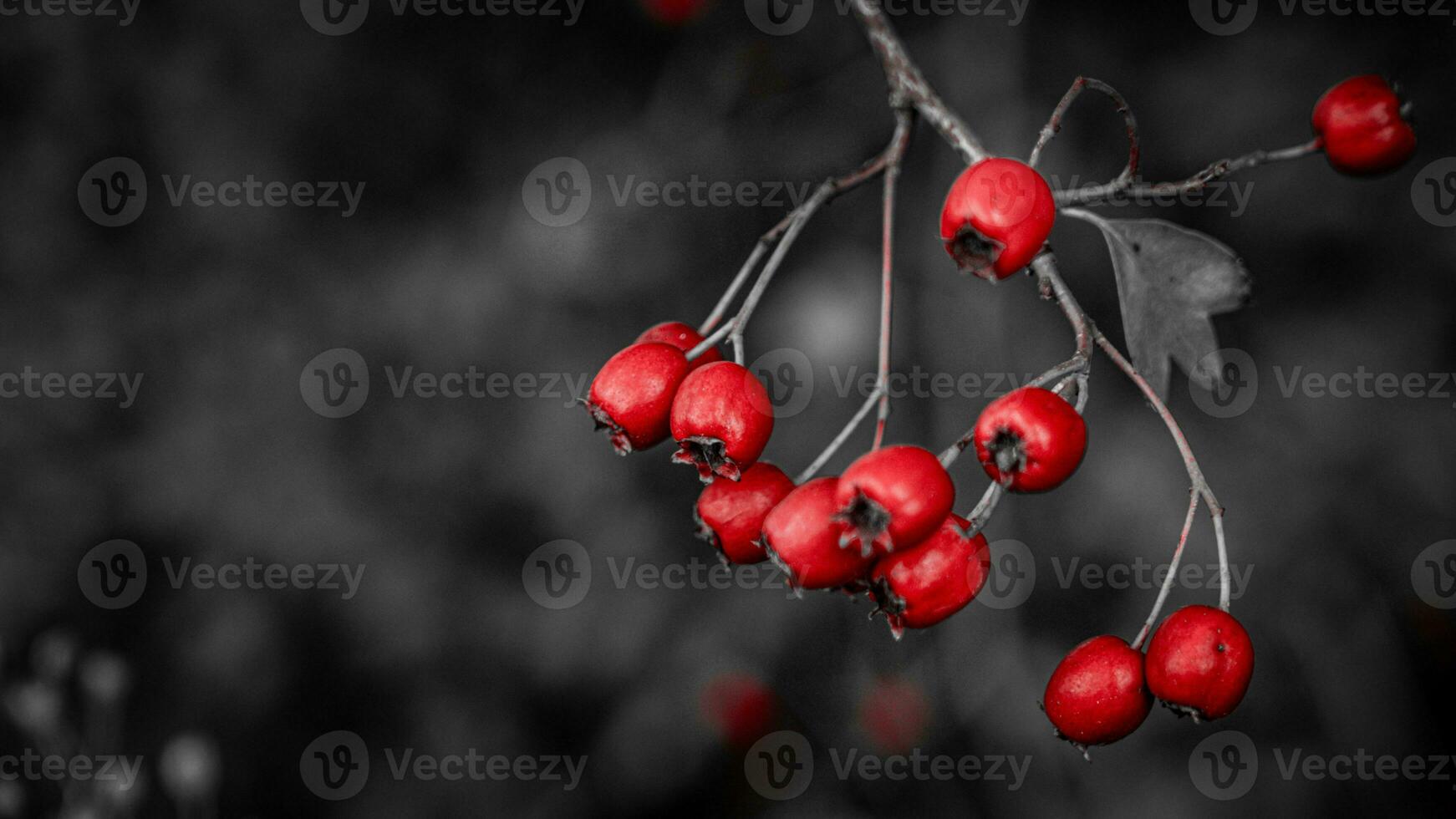 Macro Closeup of Ripe Hawthorn Berries in Autumn photo