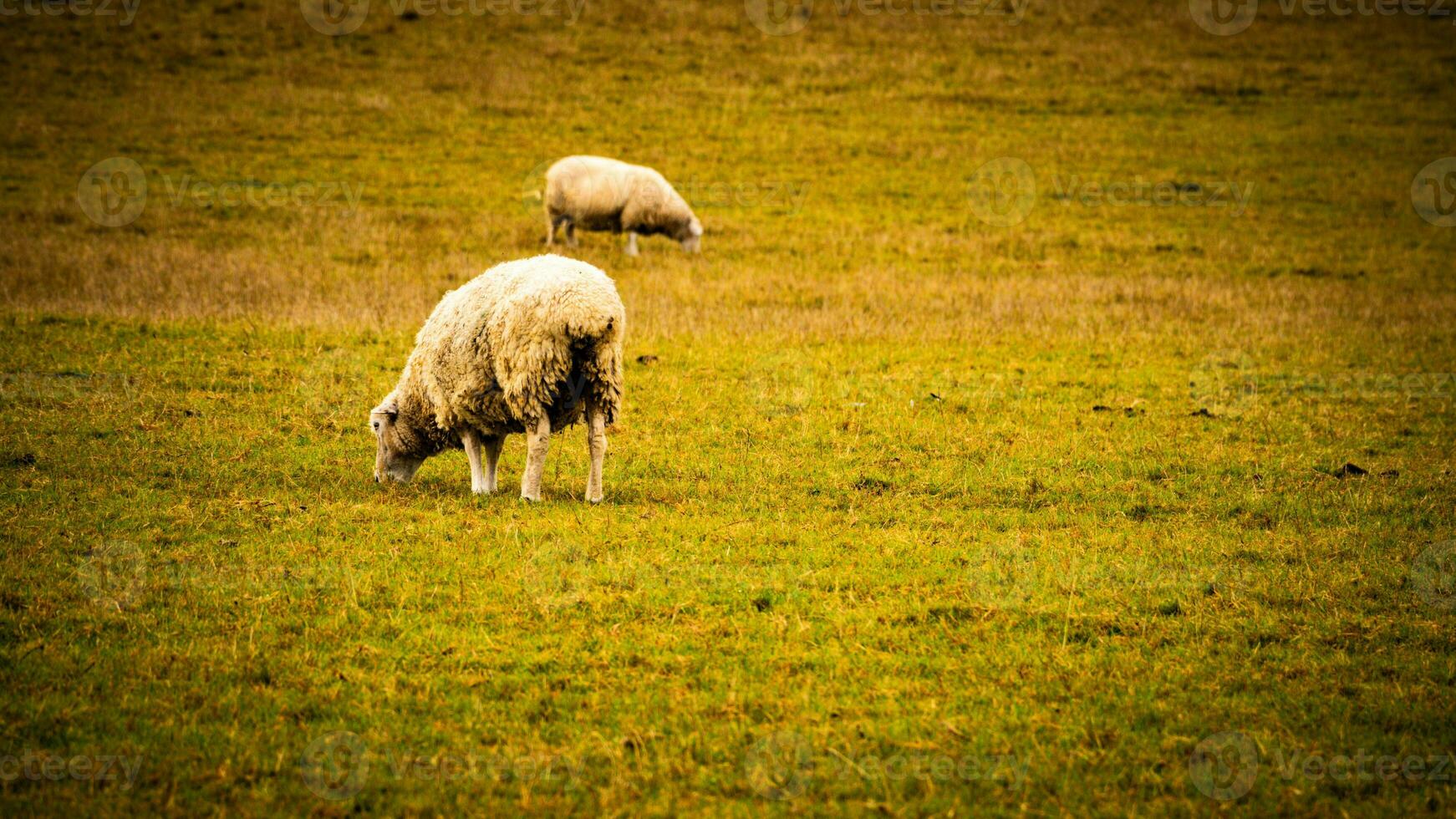 rebaño de lanoso oveja en un campo granja foto