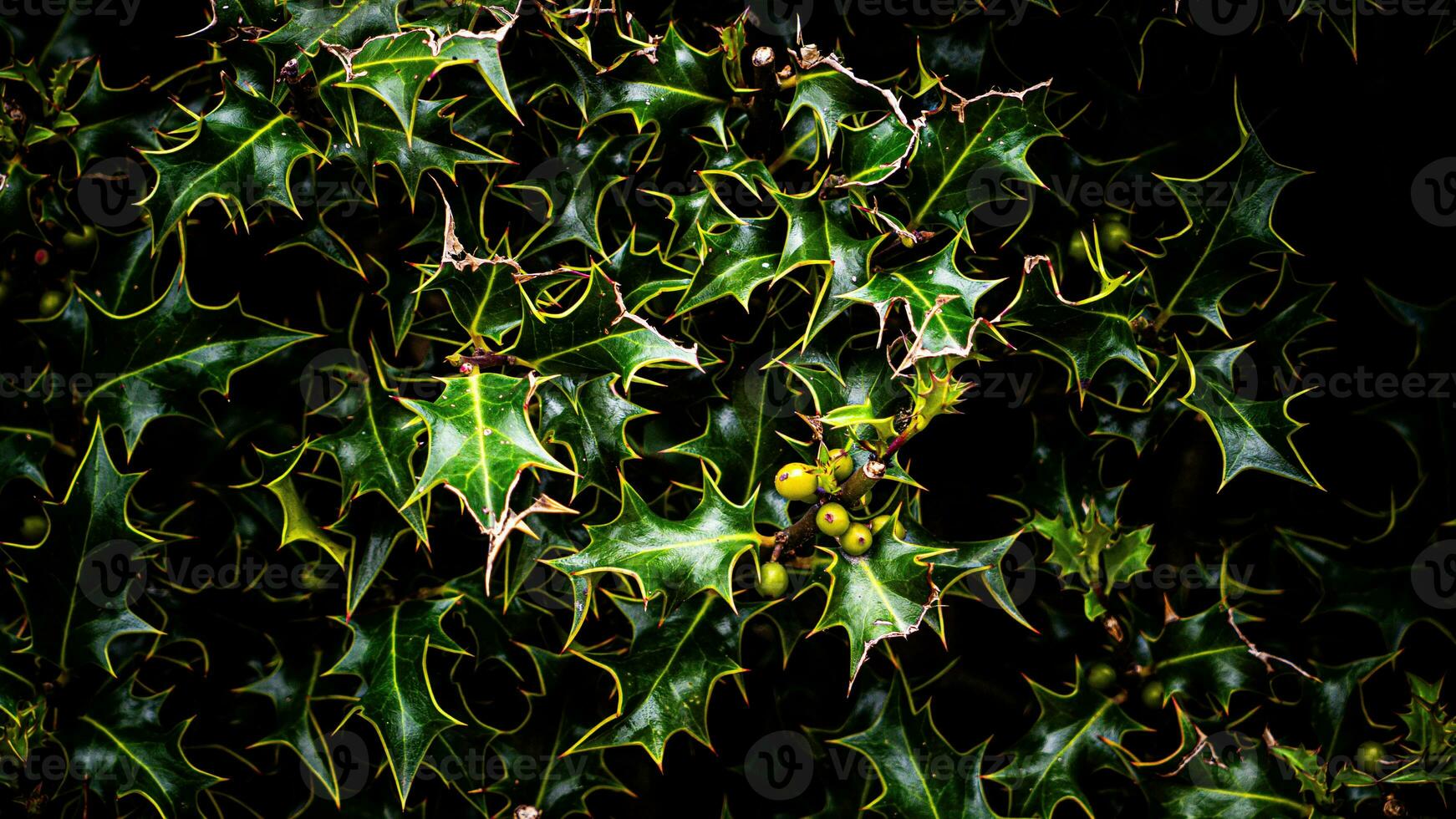 Tropical Jungle Abstract Top View Foliage photo