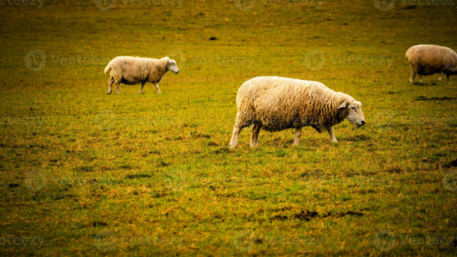 rebaño de lanoso oveja en un campo granja foto