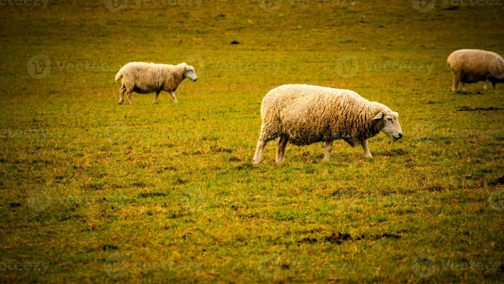 Flock of Woolly Sheep on a Countryside Farm photo