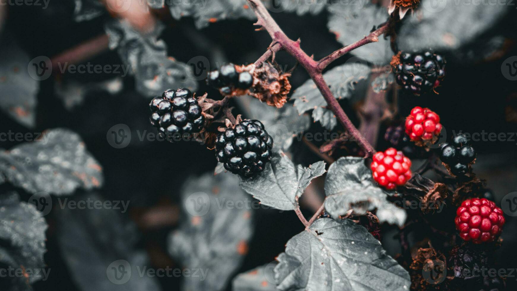 Ripe Blackberries on a Bramble Bush photo