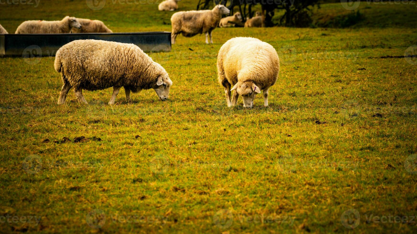 rebaño de lanoso oveja en un campo granja foto