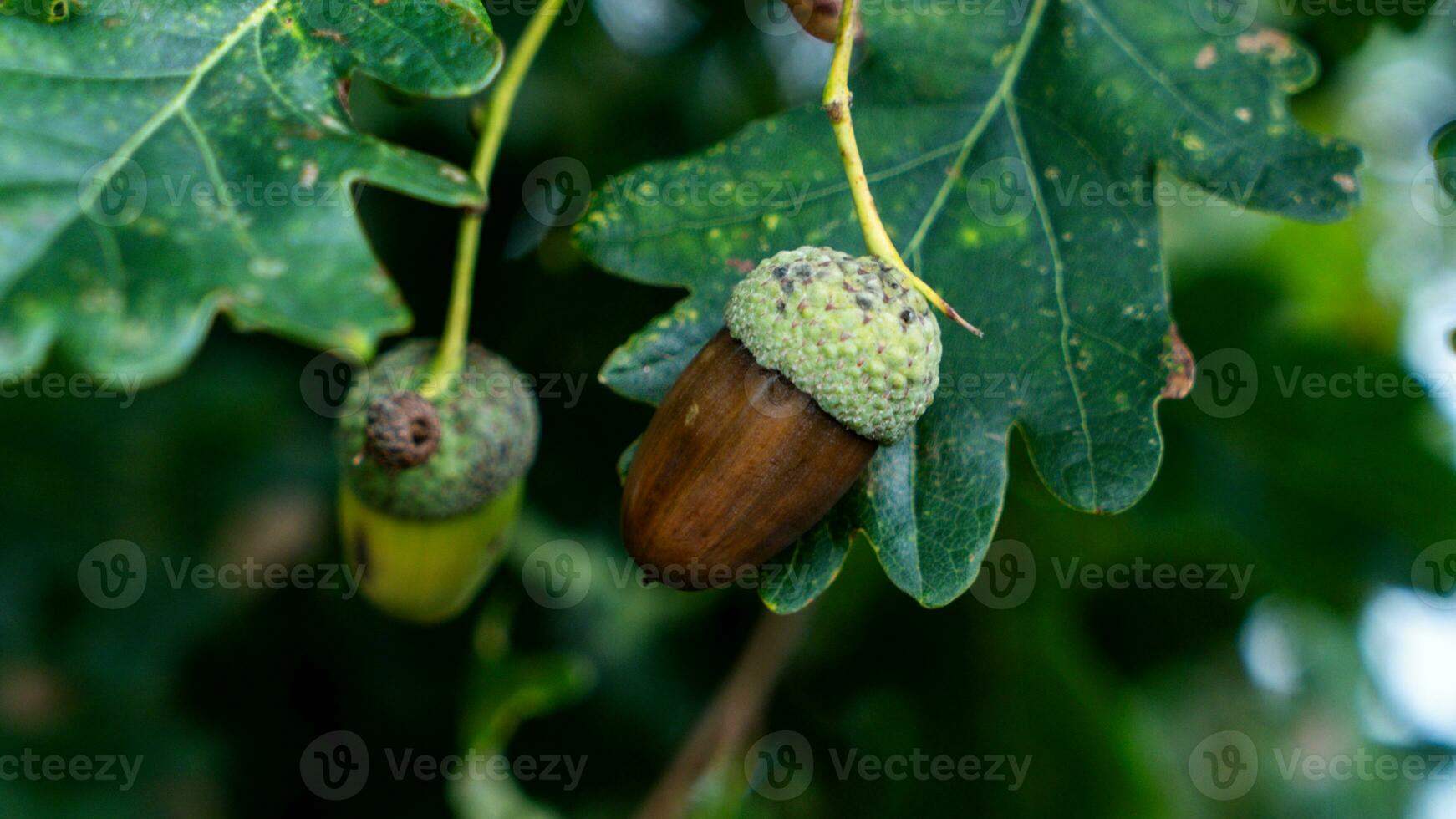 Detailed Macro Shot of European Oak Leaf and Acorn photo