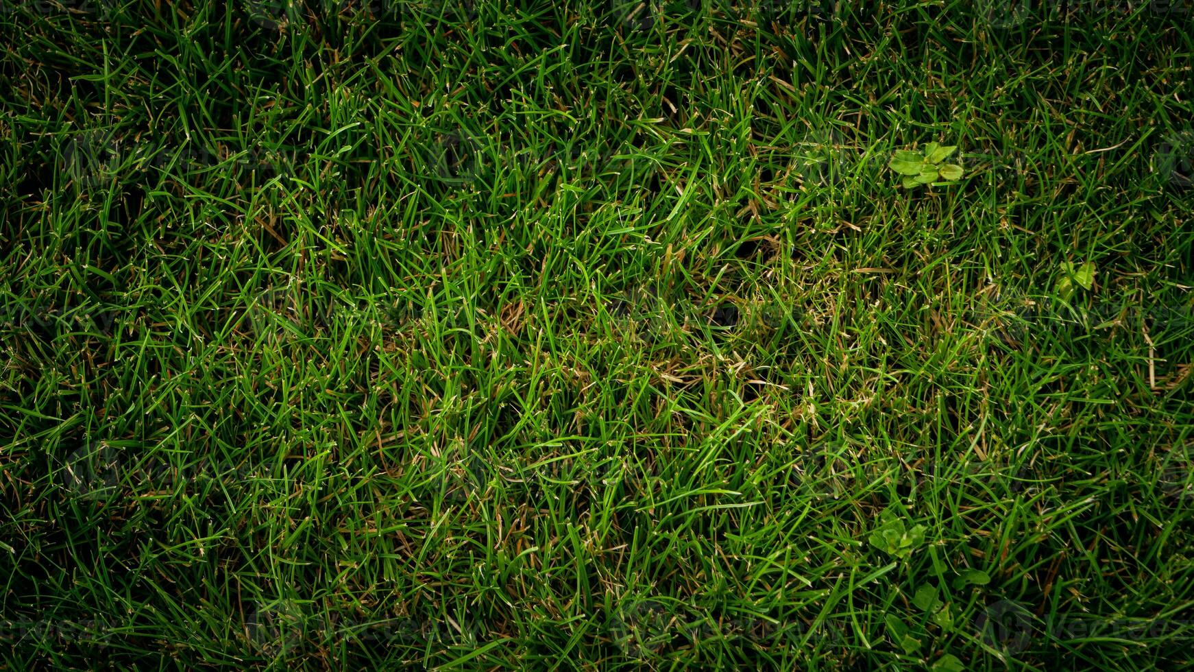 Texture background of green grass photo