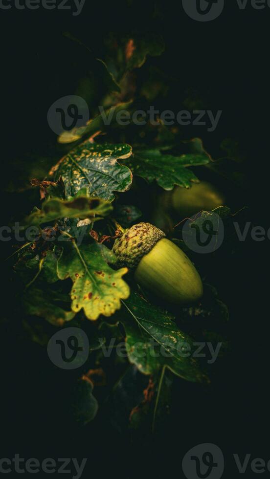 Detailed Macro Shot of European Oak Leaf and Acorn photo