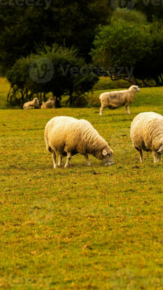 rebaño de lanoso oveja en un campo granja foto