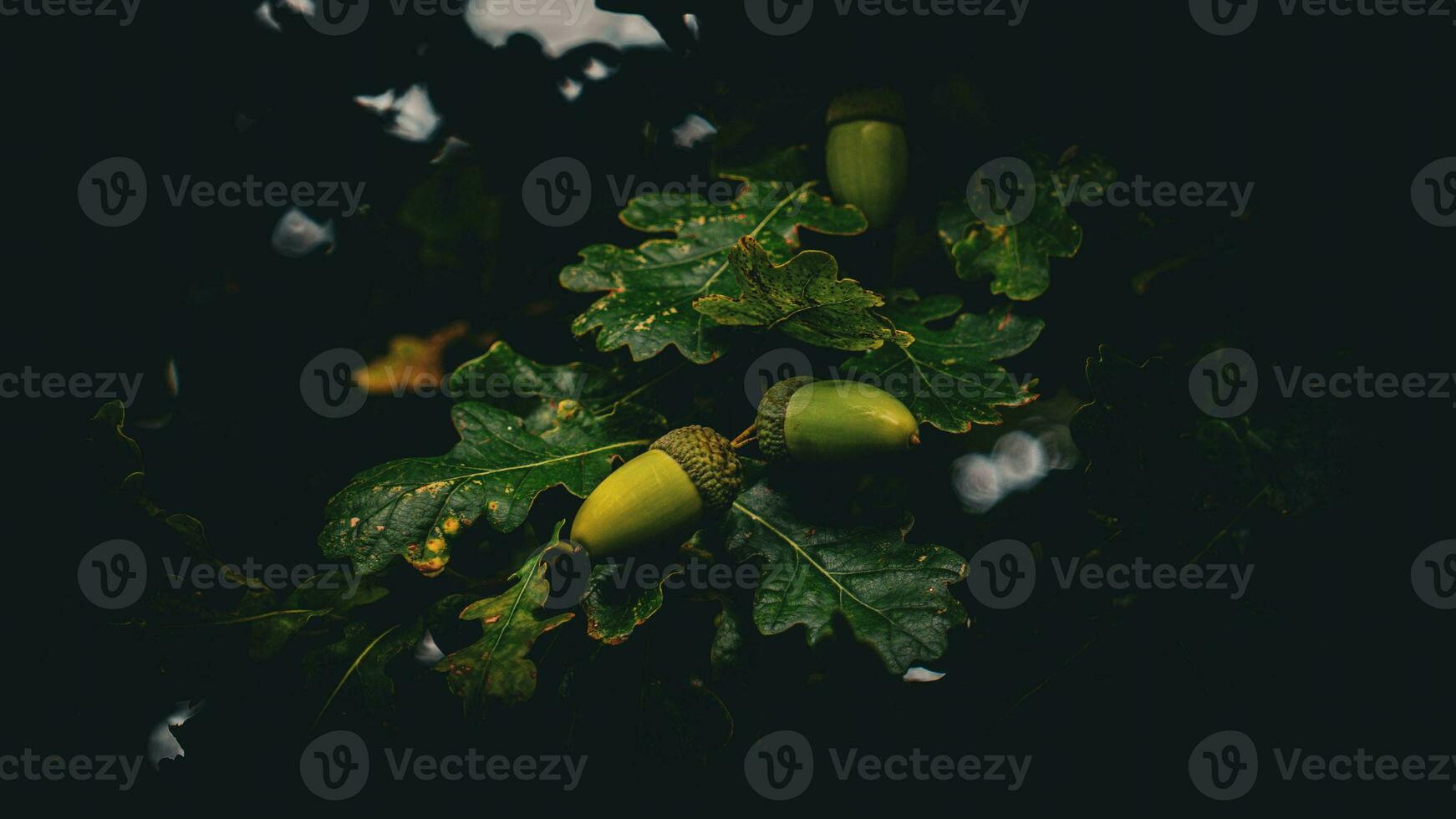 Detailed Macro Shot of European Oak Leaf and Acorn photo