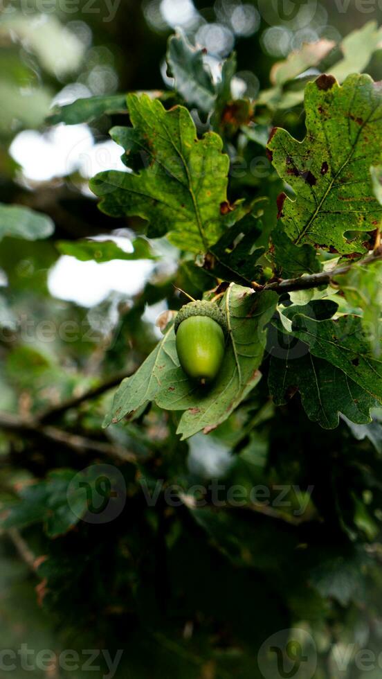 Detailed Macro Shot of European Oak Leaf and Acorn photo