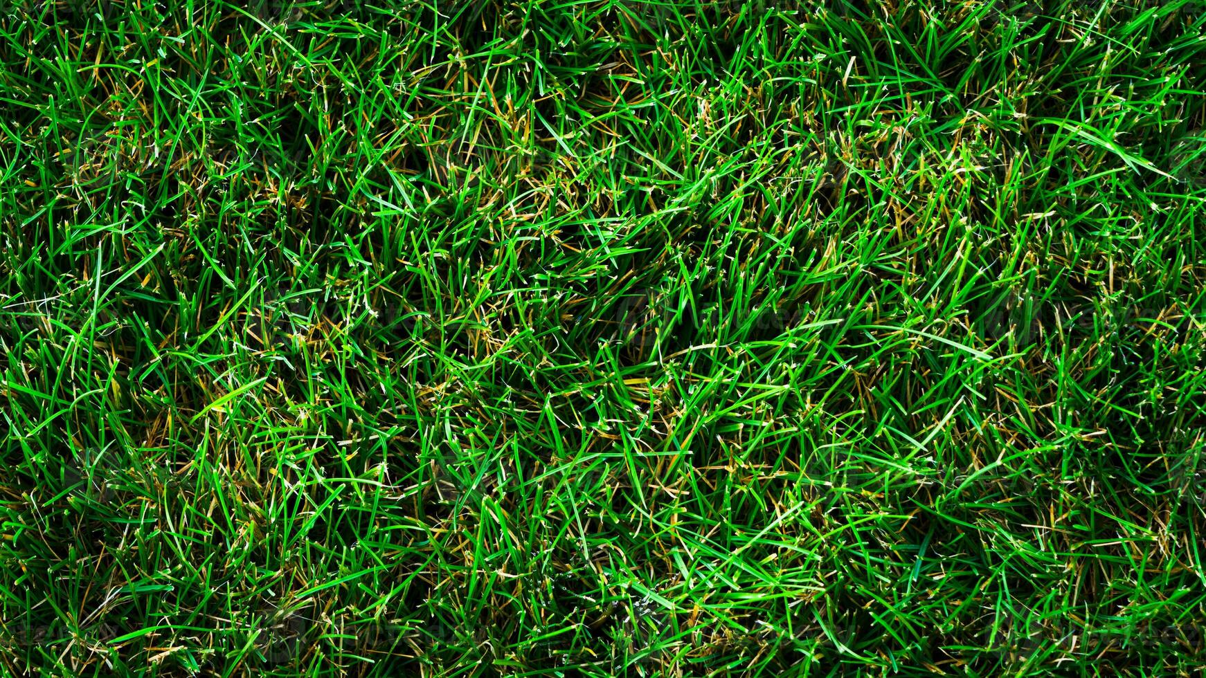 Texture background of green grass photo