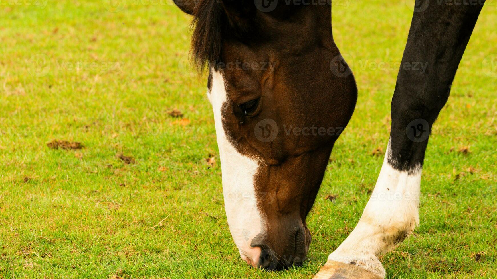 Chestnut Beauty Closeup of a Stunning Horse photo