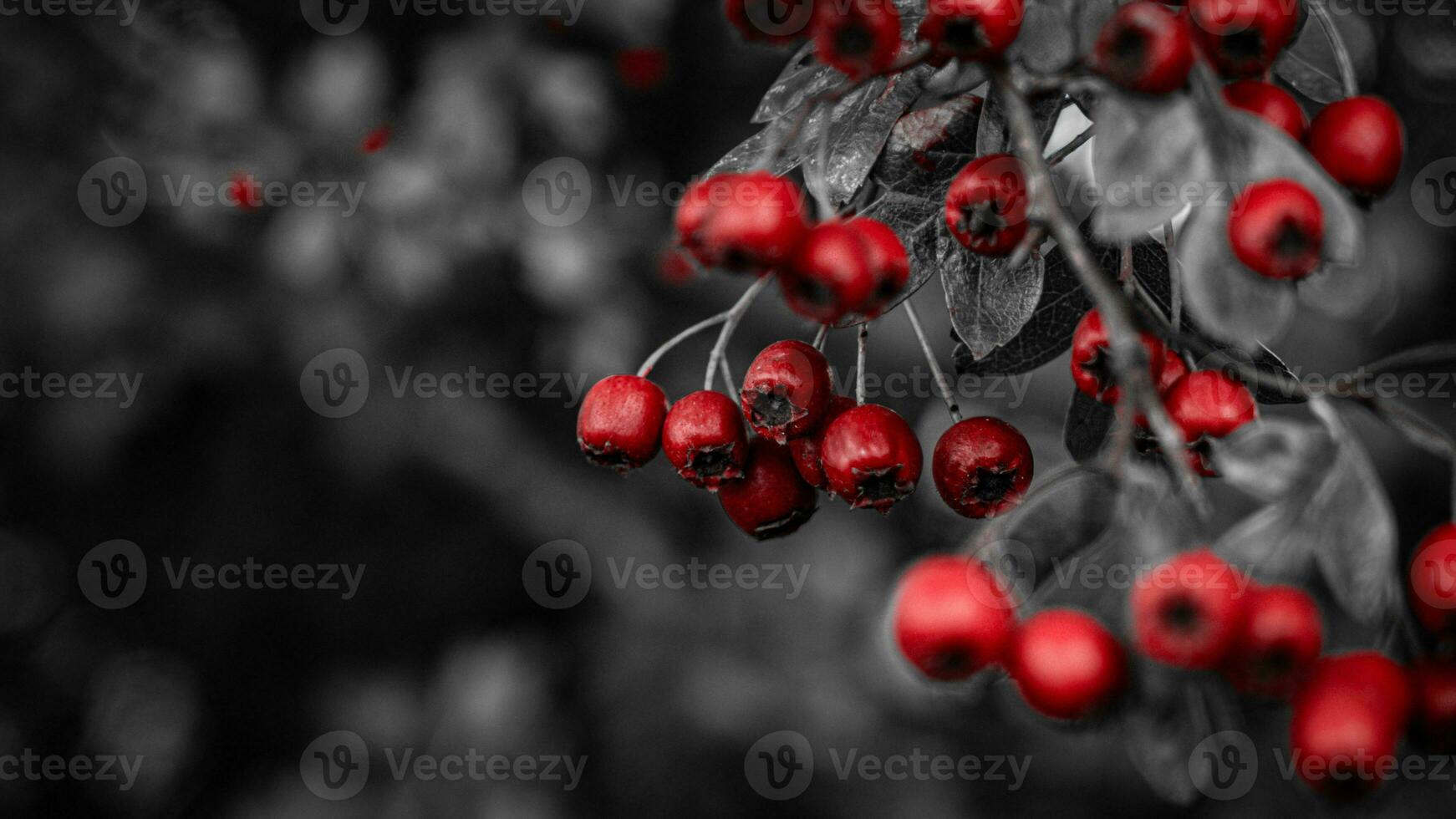 Macro Closeup of Ripe Hawthorn Berries in Autumn photo