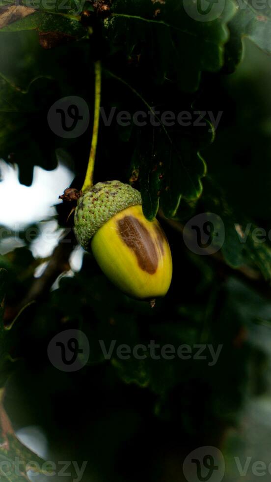 Detailed Macro Shot of European Oak Leaf and Acorn photo