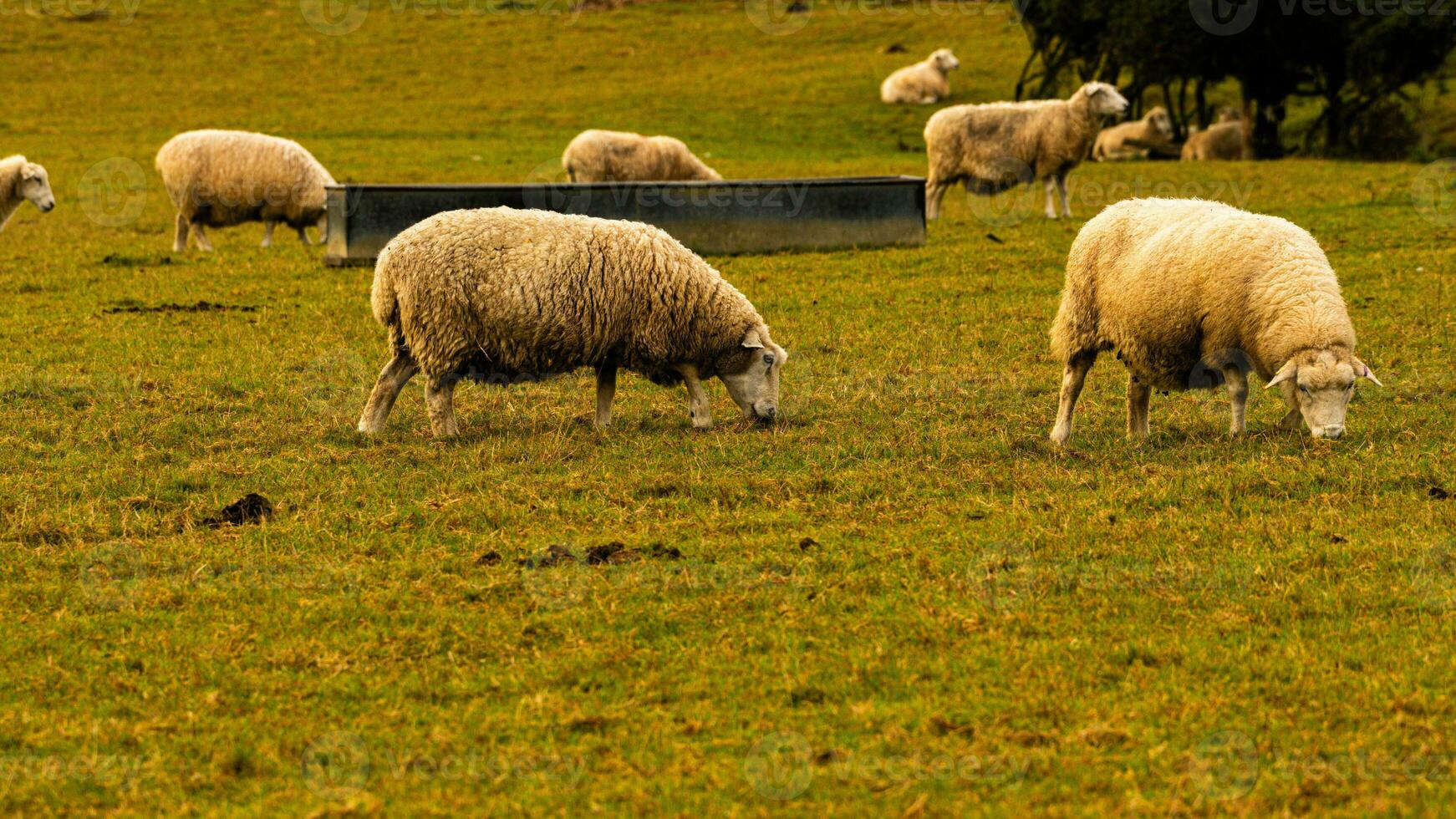rebaño de lanoso oveja en un campo granja foto