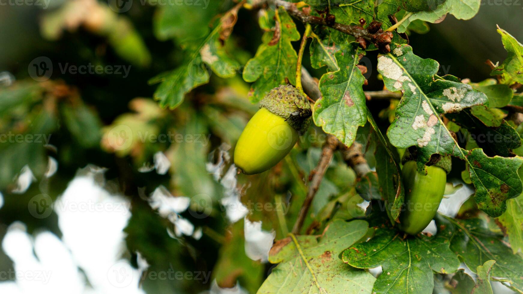 detallado macro Disparo de europeo roble hoja y bellota foto