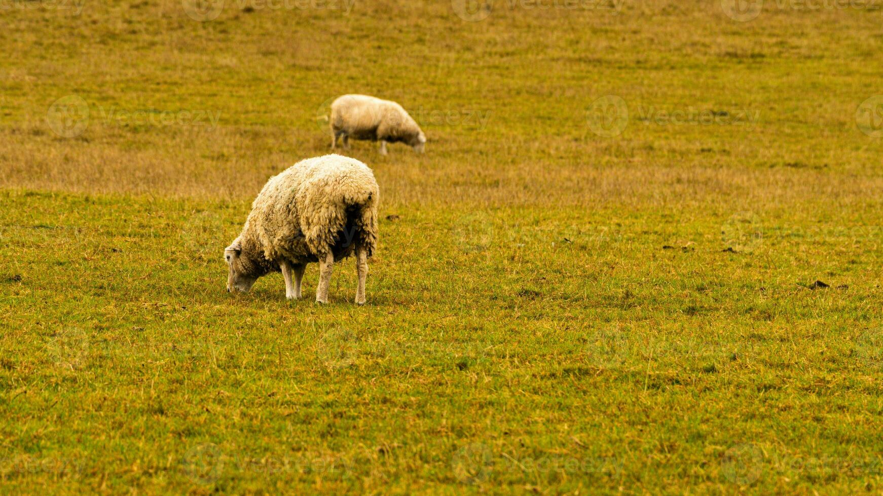 Flock of Woolly Sheep on a Countryside Farm photo